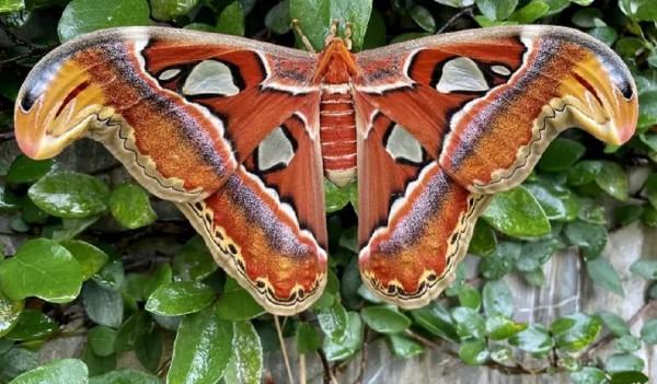 Loài bướm lớn nhất thế giới được xếp vào Sách Đỏ Việt Nam, màu sắc đẹp mê ly như bức tranh của tạo hóa