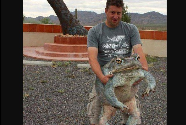 Loài ếch lớn nhất thế giới dài đến 1m, nặng gần 10 kg: Bị bán với giá 300.000 đồng/con, nguy cơ tuyệt chủng!