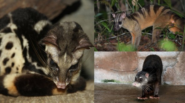 Top loài cầy quý Việt Nam sở hữu: Có loài nghi đã biến mất vĩnh viễn, được cả thế giới cùng bảo vệ