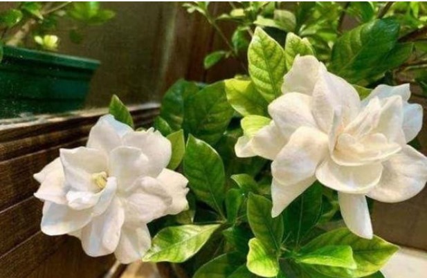 Phân bón cho hoa tốt nhất là phân hữu cơ cộng với tro thực vật, không có côn trùng và không bị thối rễ