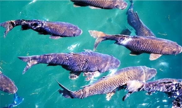 cổ nhân 1 cổ nhân, người xưa, nước trong thì không có cá,người xét nét quá thì hiếm ai chơi