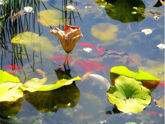 cổ nhân 0 cổ nhân, người xưa, nước trong thì không có cá,người xét nét quá thì hiếm ai chơi