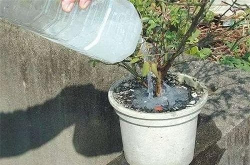 côn trùng, kiến, trồng cây cảnh