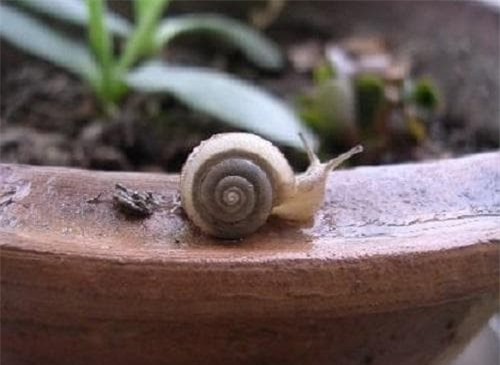 côn trùng, kiến, trồng cây cảnh