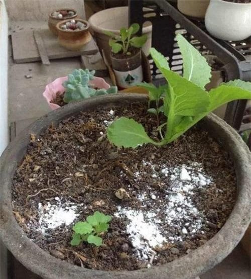 côn trùng, kiến, trồng cây cảnh