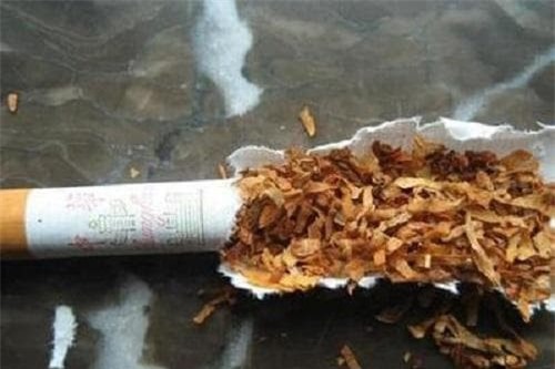 côn trùng, kiến, trồng cây cảnh