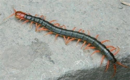 côn trùng, kiến, trồng cây cảnh