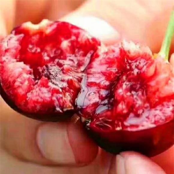 anh-dao (1).jpeg 0 anh đào, cherry, mẹo hay, rửa hoa quả