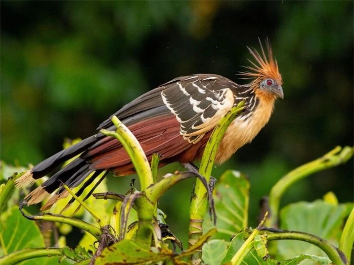 Được tìm thấy ở Amazon và Orinoco ở Nam Mỹ, gà móng hay hoatzin (Opisthocomus hoazin) được coi là loài chim bí ẩn bậc nhất thế giới