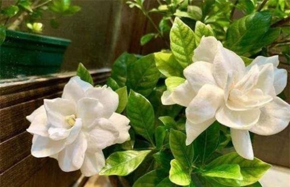 phan-bon-1-ngoisaovn-w600-h388 3 trồng hoa, trồng cây, phân bón cho hoa