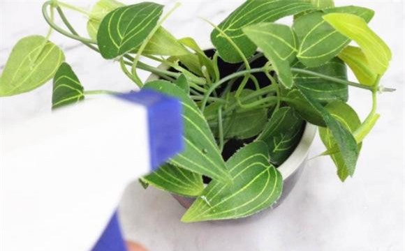 vo-muop (1).jpeg 5 mướp, vỏ mướp, tưới cây, mẹo hay