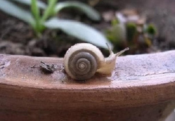 Có rất nhiều kiến ​​và ốc sên trong chậu hoa, hãy xịt một ít 'nước diệt côn trùng' tự chế, cả tổ kiến ​​và các côn trùng sẽ bị tiêu diệt