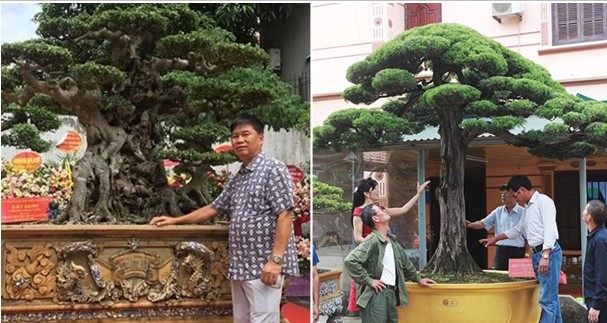 Vườn cây cảnh quý hiếm, độc nhất vô nhị của đại gia ‘chơi ngông’ nhất Việt Nam: Từng được trả giá 500 tỷ không bán