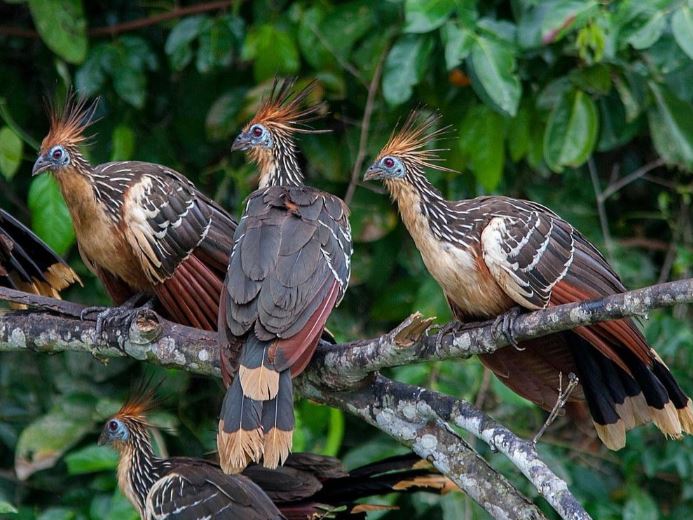 Loài gà duy nhất trên thế giới có móng vuốt ở cánh và bay như chim