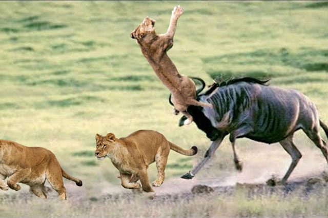 CLIP: Linh dương đầu bò phản đòn khiến sư tử bỏ chạy ‘trối chết’