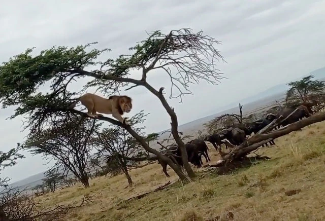 Sư tử trốn trên cây để tránh trâu rừng tấn công.