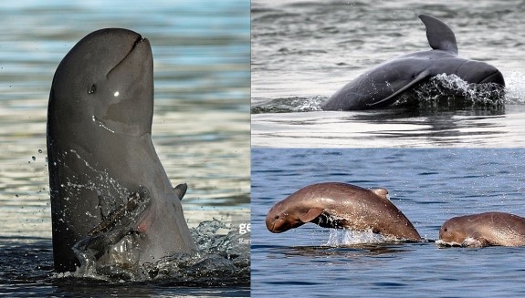 Bí ẩn loài cá từng bị nghi tuyệt chủng bỗng xuất hiện ở Việt Nam 4 năm trước: Rất quý hiếm, mua bán sẽ bị xử lý hình sự