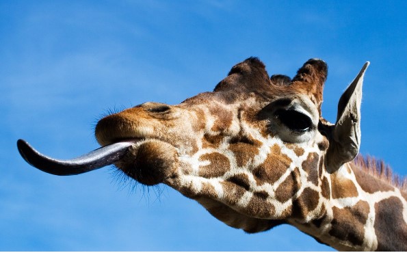 V&#xEC; sao h&#x1B0;&#x1A1;u cao c&#x1ED5; c&#xF3; l&#x1B0;&#x1EE1;i m&#xE0;u t&#xED;m &#x111;en?