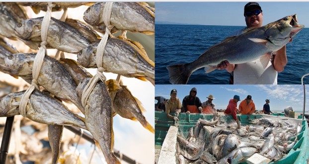 Loài cá kỳ lạ nhất hành tinh, mỗi lần ‘động tình’ lại khiến cá heo bị điếc, phổ biến tại Việt Nam