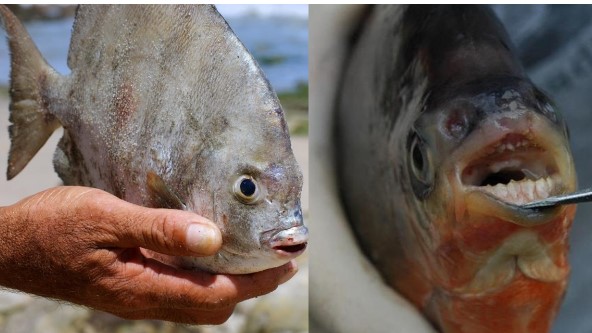 Rùng mình loài cá dị nhất thế giới: Thích ăn ‘của quý’ nam giới, sở hữu 1 đặc điểm giống con người