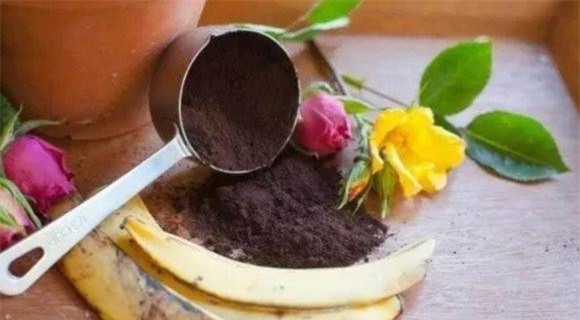 vo-chuoi (1).jpeg 0 vỏ chuối, tưới cây, bón cây, chăm sóc cây