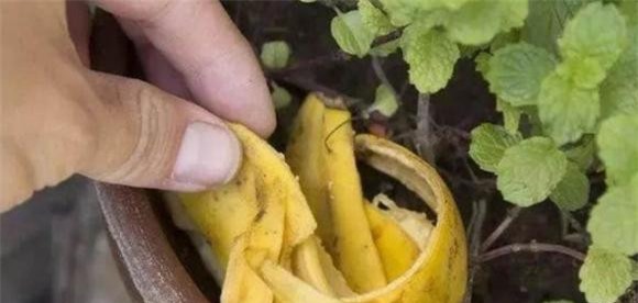 vo-chuoi (1).jpeg 1 vỏ chuối, tưới cây, bón cây, chăm sóc cây