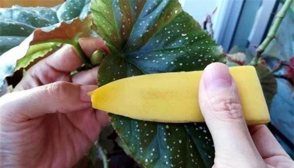 vo-chuoi (1).jpeg 2 vỏ chuối, tưới cây, bón cây, chăm sóc cây