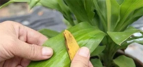 vo-chuoi (1).jpeg 3 vỏ chuối, tưới cây, bón cây, chăm sóc cây