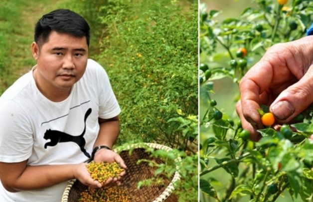 
Bật mí loại quả đắt đỏ nhất thế giới được trồng tại Việt Nam đang được rao với giá ‘trên trời’