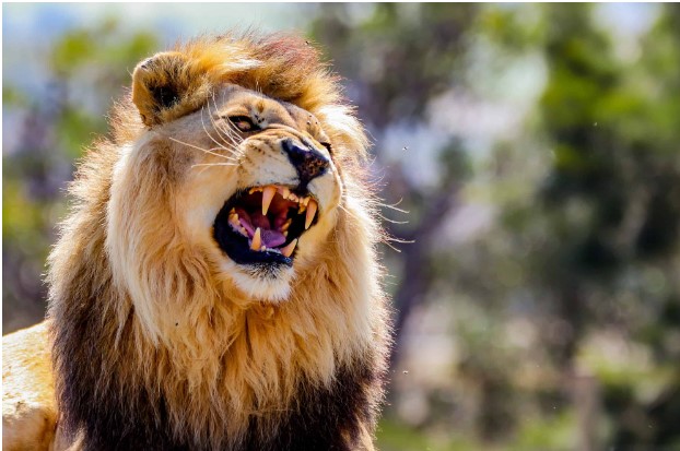 Động vật trên thảo nguyên châu Phi sợ âm thanh của con người hơn tiếng sư tử gầm!