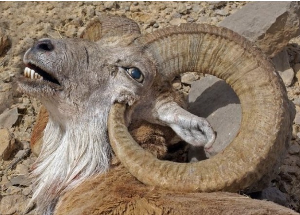 
3 loài động vật kỳ lạ nhất hành tinh, đi ngược với thuyết tiến hóa: Tự kết liễu bản thân bằng cách không ai ngờ !