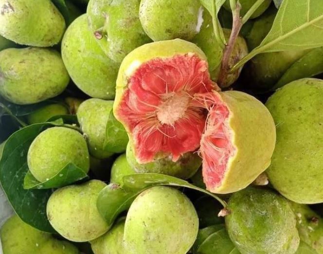 Loại quả vị chua chua, ruột hồng bắt mắt giá ngang trái cây nhập khẩu ở Hà Nội vẫn đắt khách