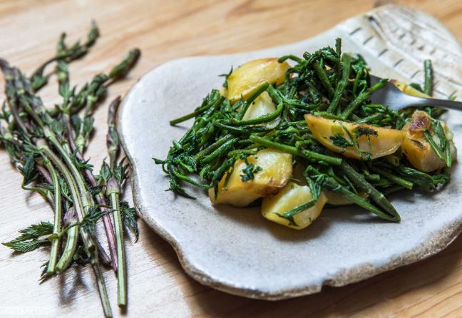 Chồi cây mọc hoang siêu đắt đỏ, giá hơn 23 triệu đồng/kg