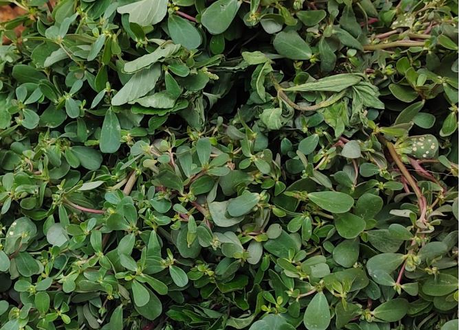 Thứ rau dại mọc nhiều sau mưa thành đặc sản được nhiều gia đình lùng mua dù đắt hơn rau thông thường