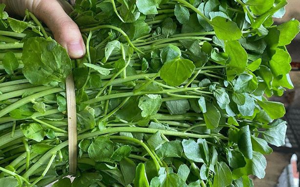 Loại rau của Việt Nam được CDC Mỹ đánh giá ‘tốt nhất thế giới’: Giá rẻ bèo, không phải ai cũng biết