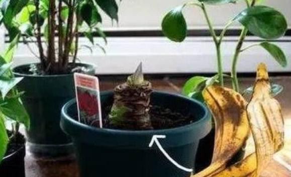 Đừng vứt vỏ chuối thừa, chỉ cần cho cây ăn, bảy ngày chúng sẽ nảy nụ, có tác dụng diệt côn trùng, khử trùng, tưới hoa rất tốt