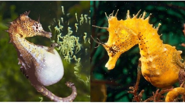 Loài động vật duy nhất trên thế giới con đực mang thai và sinh con, rất thân quen với người Việt Nam