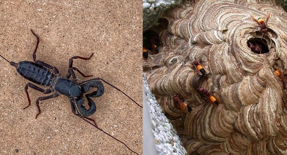 Những loài động vật tại Việt Nam có độc tố cực mạnh, có thể gây nguy hiểm đến tính mạng