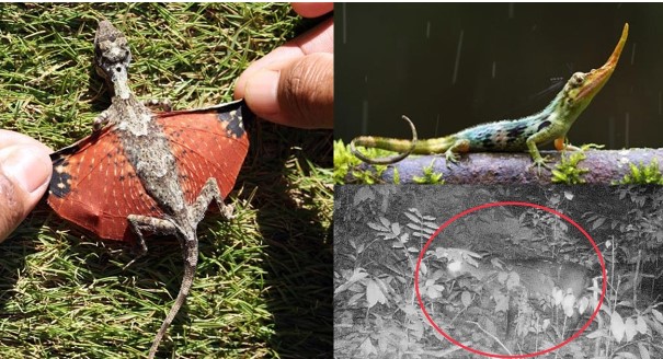 4 loài tưởng tuyệt chủng bỗng trở lại đầy bí ẩn: Số 2 ‘hồi sinh’ kỳ diệu ở Việt Nam, chấn động cả thế giới