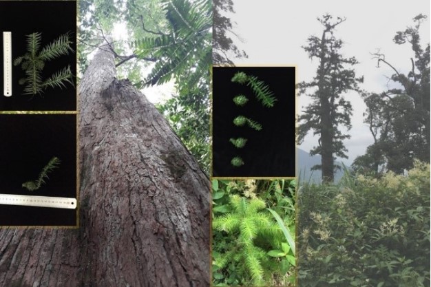 Nghệ an có cây gỗ quý hiếm cao nhất Việt Nam, nguy cấp trong sách đỏ: Đường kính hơn 5m, đi bộ 4 ngày mới tiếp cận được