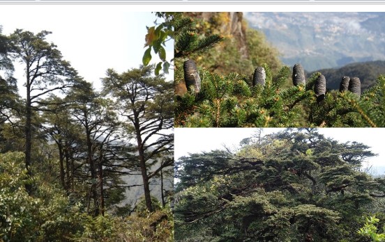 Danh mộc quý giá chỉ Việt Nam sở hữu: Thuộc sách đỏ, thế giới cấm khai thác, được bảo vệ nghiêm ngặt