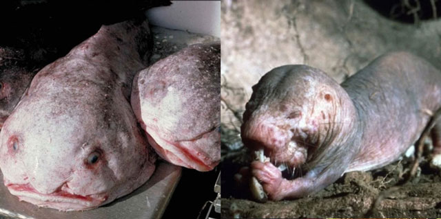 Những loài động vật xấu xí nhất hành tinh: Có vẻ bề ngoài gây ám ảnh, miễn nhiễm với ung thư