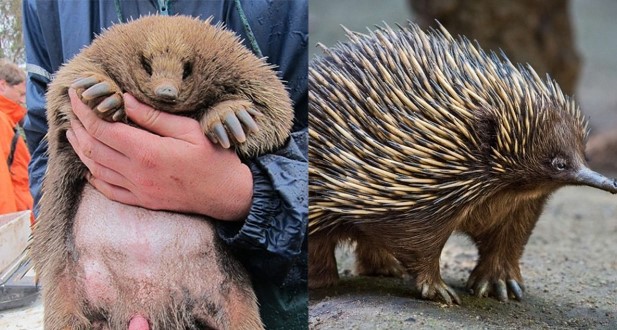 Loài vật duy nhất trên thế giới có ‘của quý’ như đại bác, con đực xếp hàng chờ được ‘ân ái’ với con cái