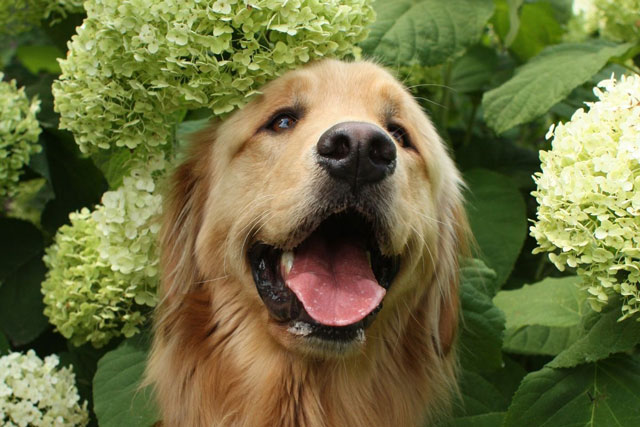 Nhận biết 9 loại cây trồng trong nhà có hại cho thú cưng