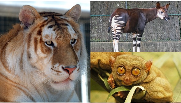 10 loài động vật vô giá của nhân loại: 1 loại đặc biệt hiếm đã biến mất ở Việt Nam trong tiếc nuối