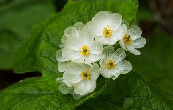 Thông tin loài hoa quý gặp mưa sẽ trong suốt như pha lê, được dùng làm thuốc giải độc khi bị rắn cắn