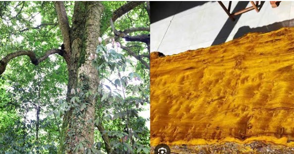 Cây trinh nam 1300 năm tuổi vẫn xanh tốt, từng được dùng làm vật liệu để xây dựng Tử Cấm Thành