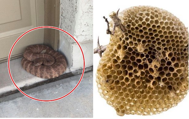 5 loại động vật này đột nhiên vào nhà, chớ nên đánh đuổi mà mang họa!