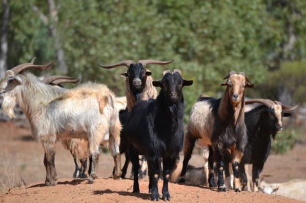 Dê hoang dã đe dọa 128 loài động-thực vật trong danh sách bảo tồn