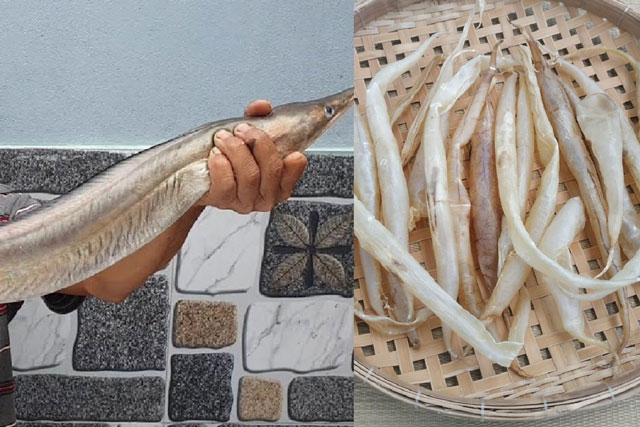 Loài cá Việt Nam giá thịt chưa đến nửa triệu nhưng một bộ phận bên trong lại có giá hơn 9 triệu/kg